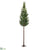 Cedar Tree - Green - Pack of 1