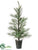 Pine Tree - Green Ice - Pack of 2