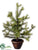 Pine Topiary - Green - Pack of 2
