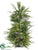 Pine, Cedar Tree - Green - Pack of 2