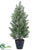 Noble Fir Mini Tree - Green Moss - Pack of 4