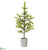 Spruce Tree - Green - Pack of 6