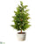 Cedar Tree - Green - Pack of 4