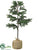 Pine Tree - Green - Pack of 2