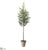 Cedar Tree - Green - Pack of 2