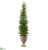 Pine Tree - Green - Pack of 4