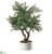 Pine Tree - Green - Pack of 2