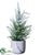 Pine Tree - Green Snow - Pack of 4