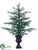 Noble Fir Tree - Green - Pack of 1