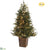 Russian Pine Tree - Green - Pack of 1
