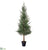 Cedar Tree - Green - Pack of 2