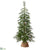 Monterey Pine Tree - Green - Pack of 1