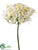 Agapanthus Spray - White - Pack of 12