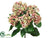 Hydrangea Bush -Pink Green - Pack of 6