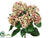 Hydrangea Bush – Pink Green - Pack of 6