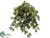 Grape Ivy Hanging Bush - Green - Pack of 6