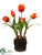 Tulip - Flame - Pack of 1