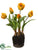 Tulip - Yellow - Pack of 1