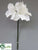 Amaryllis Stem - White - Pack of 12