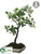 Apple Blossom Tree - White - Pack of 2