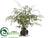 Maidenhair Fern Plant - Green - Pack of 1