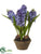 Hyacinth - Blue - Pack of 1