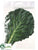 Silk Plants Direct Cabbage Leaf - Green Cream - Pack of 12
