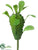 Madagascar Pick - Green - Pack of 12