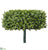 Boxwood Hedge - Green - Pack of 4