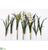 Cymbidium Orchid With Plant Kit Box - White Green - Pack of 1
