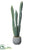 Column Cactus - Green Gray - Pack of 6