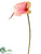 Anthurium Spray - Pink Green - Pack of 6