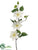 Clematis Spray - Cream - Pack of 6