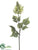 Flame Tree Flower Spray - Cream Green - Pack of 4