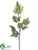 Flame Tree Flower Spray - Cream Green - Pack of 6