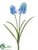 Grape Hyacinth Bundle - Blue - Pack of 6