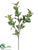 Mint Spray - Green Variegated - Pack of 6