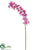 Mini Cymbidium Orchid Spray - Lilac Violet - Pack of 4