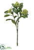 Silk Plants Direct Skimmia Spray - Green Cream - Pack of 12
