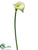 Large Calla Lily Spray - Green - Pack of 6