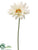 Gerbera Daisy Spray - White - Pack of 6