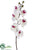 Phalaenopsis Orchid Spray - White Burgundy - Pack of 6