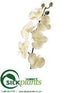 Silk Plants Direct Phalaenopsis Orchid Spray - Cream - Pack of 6