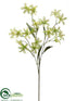 Silk Plants Direct Tweedia Spray - Green - Pack of 6