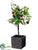 Apple Tree - Red - Pack of 1