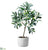 Olive Tree - Green - Pack of 6