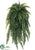 Weeping Boston Fern Hanging Bush - Green Light - Pack of 2