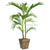 Silk Plants Direct Areca Palm Tree - Green - Pack of 1