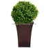 Silk Plants Direct Boxwood Ball - Green - Pack of 2