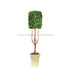 Silk Plants Direct Boxwood Cylinder - Green - Pack of 1